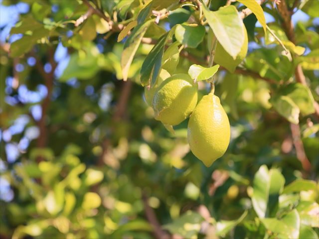 レモンは家庭菜園で育てられる？