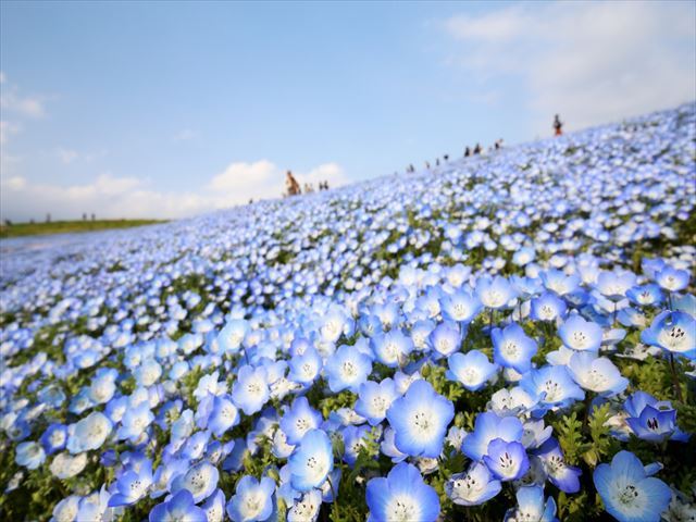 地面を覆いつくす青いネモフィラの花畑を楽しむ