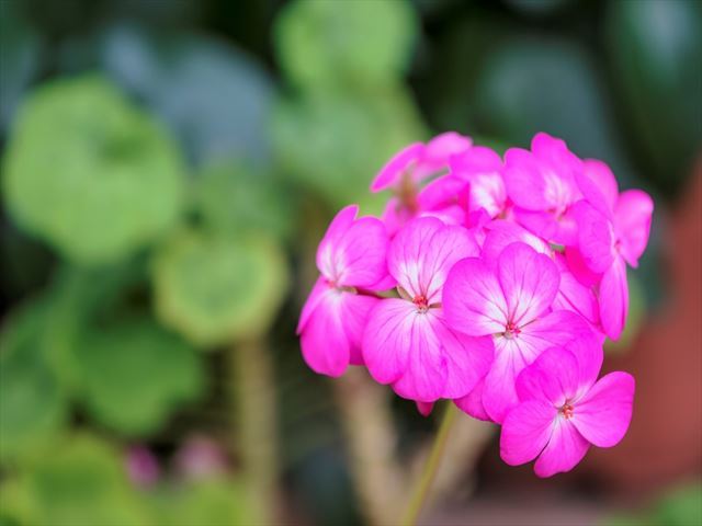 春の日差しは植物の目覚まし時計!春の花の育て方は初心者でも簡単