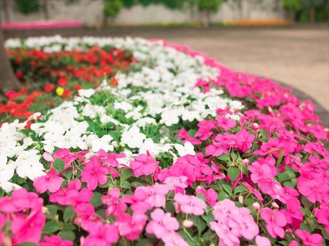 鳳仙花の上手な育て方!丈夫が取り柄の鳳仙花は水が大好き