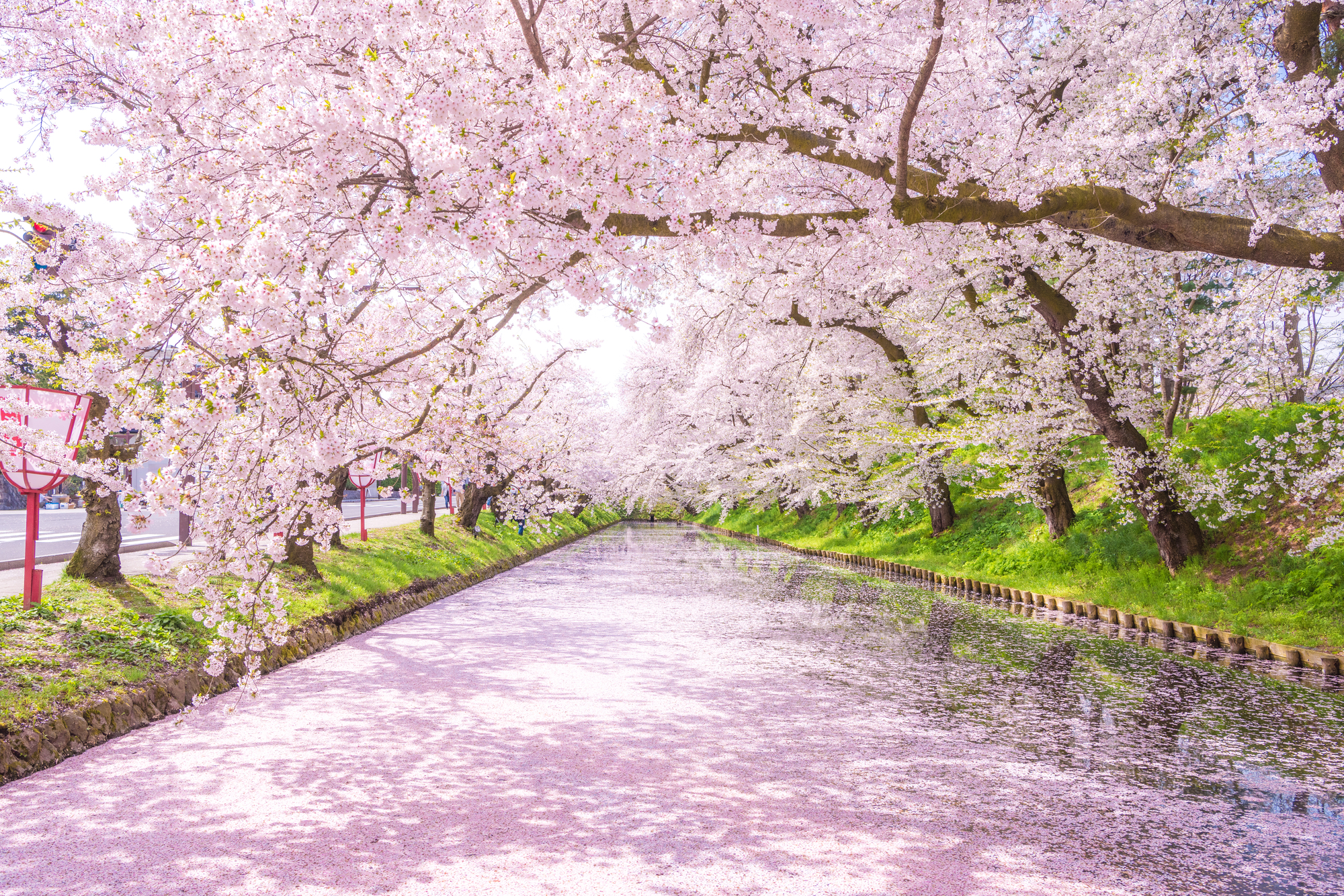 青森の桜の名所弘前さくらまつり　満開の桜を観に青森へ　弘前城、津軽藩ねぷた村、五能線、岩木山神社を巡り弘前さくらまつりで絶景を堪能