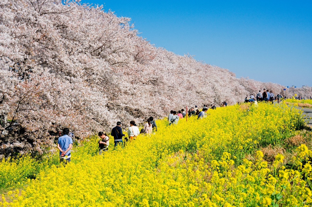 桜　江戸時代から続く桜の名所・熊谷桜堤で薄紅色の絶景を堪能