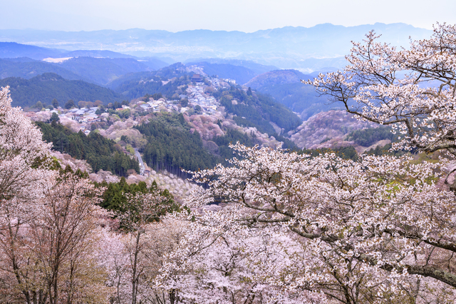 桜　日本一の桜の名所として名高い吉野山の絶景を観に奈良へ