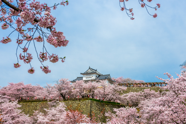 津山の観光といえば桜と古い町並み！ 身軽に動けるボディバックを持ってさくらまつりを楽しもう！～春の花見名所～