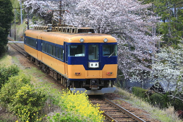 桜　電車の中からゆっくりとお花見を楽しもう　大井川鐡道に乗って桜のトンネルをくぐる