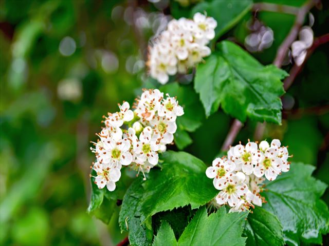 サンザシはどんな植物？どんな効能がある？