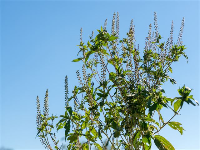 ブタクサはどんな植物？アレルギーにも注意！