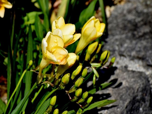 フリージアの花の色の種類と花言葉は？