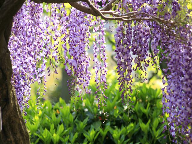 管理が難しそうな藤の花、ご自宅でもみごとに咲かせるには？