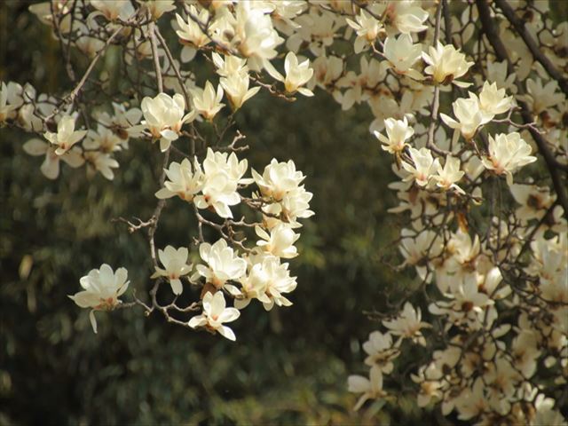 空に向かって春を告げる花木、木蓮の魅力を特集します！