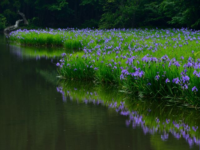 歌人が好んだカキツバタ!その優美な花の上手な育て方とは