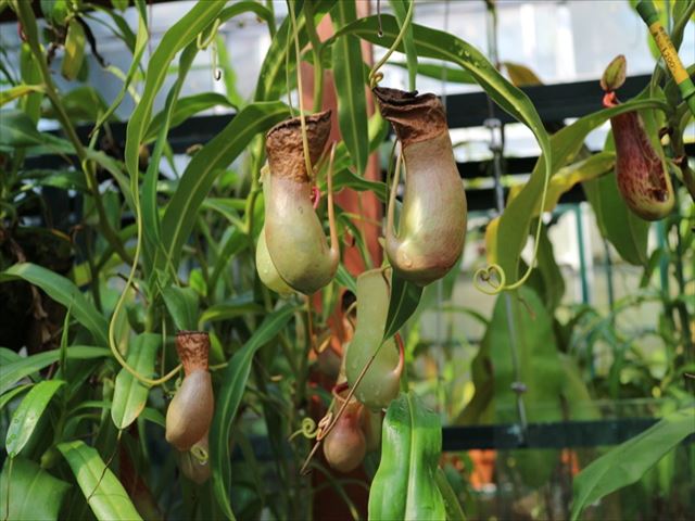 幻想的な色やイメージとは裏腹な可愛い花を咲かせる食虫植物!種類や生態をご紹介!