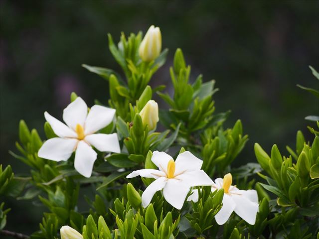 クチナシを育てて白く芳しい花をたくさん咲かせて楽しむには