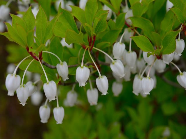 白いベル状の花と紅葉が美しいドウダンツツジを育てて楽しむ