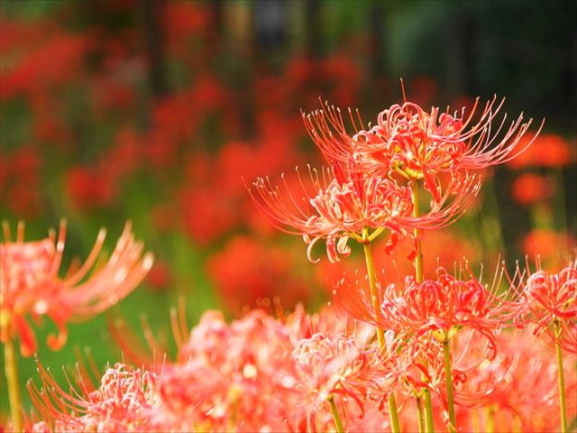 本来の曼珠沙華は彼岸花ではなく白い天界の伝説の花