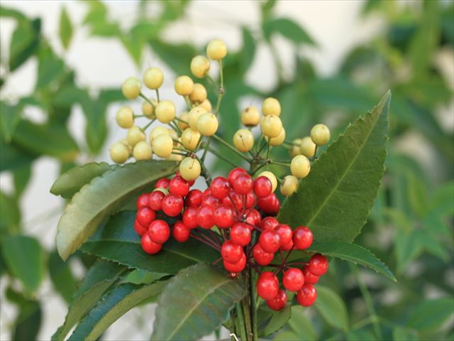 丈夫で育てやすい縁起植物・万両の植栽アイデアをお伝えします！