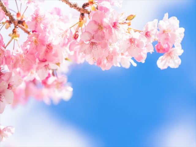 桜の種類とその花言葉をもっと知ってみませんか？