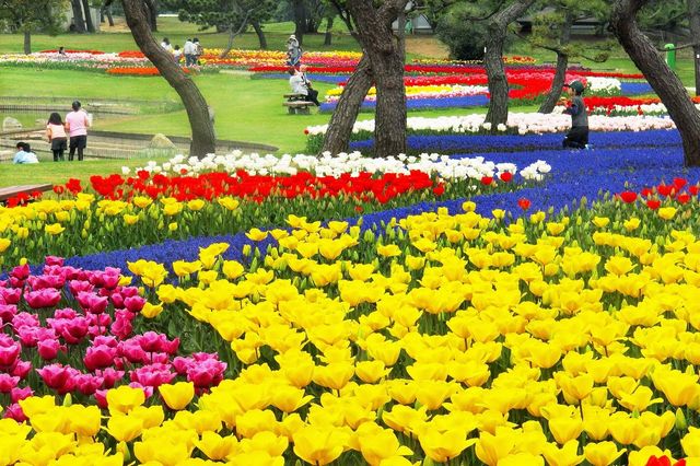 季節の花　福岡・海の中道海浜公園で見ごろを迎えた旬の花々を愛でよう