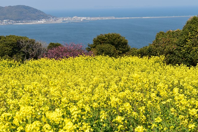 季節の花　春は桜や菜の花が見ごろ！　福岡・のこのしまアイランドパークで旬の花を観賞しよう