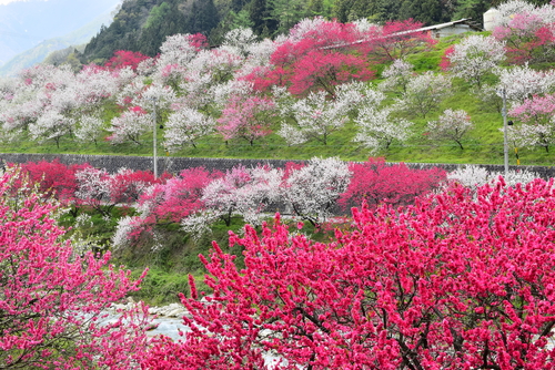 日本一の桃源郷・花桃の里！ 花見に温泉にボディバッグひとつで出かけよう ～春の花見名所～