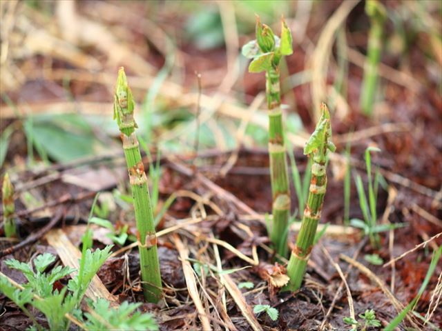 雑草？薬草？イタドリをわかりやすく解説！