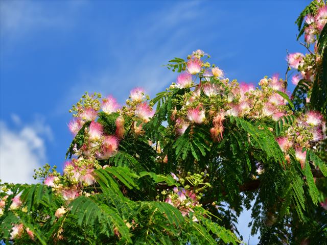 癒しの花木「ねむの木」の魅力にクローズアップ！