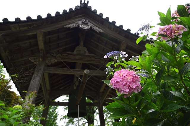 花イベント　佐賀の大聖寺へ満開のあじさいを観に「あじさい祭り」へ