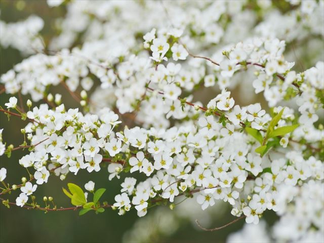 葉色や花色の違う雪柳と庭植向きの雪柳を鉢植えで育てるには