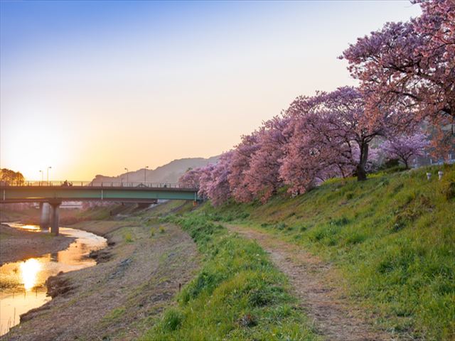 自然と温泉を思い切り楽しめる河津温泉