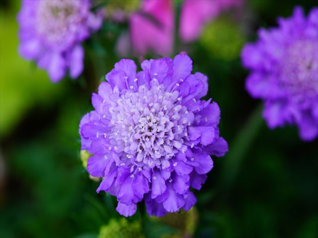 俳句の季語に詠われるスカビオサの上手な育て方!花言葉に注意！