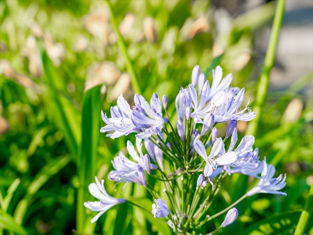 初夏の涼しげな花アガパンサスを育てて楽しむ