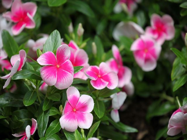 毎日どんどん花が咲くニチニチソウを夏の花壇に取り入れて