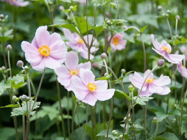 丸い蕾と和にも洋にもあう花を毎年つける【秋明菊（シュウメイギク）】