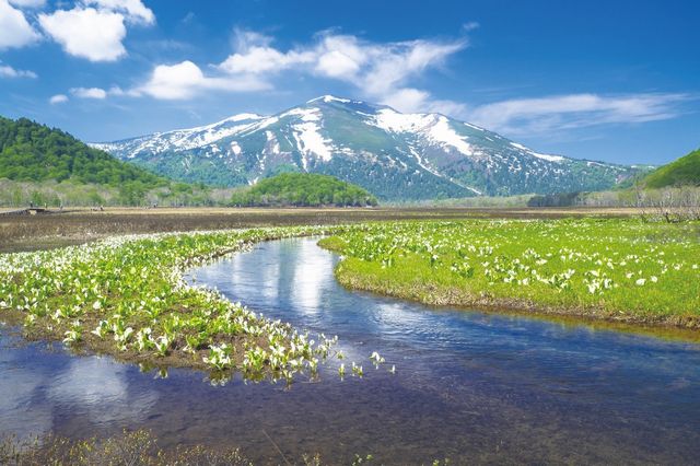 美しい山野草を眺めながらハイキングでリフレッシュしよう～尾瀬・山中湖・湯沢高原～