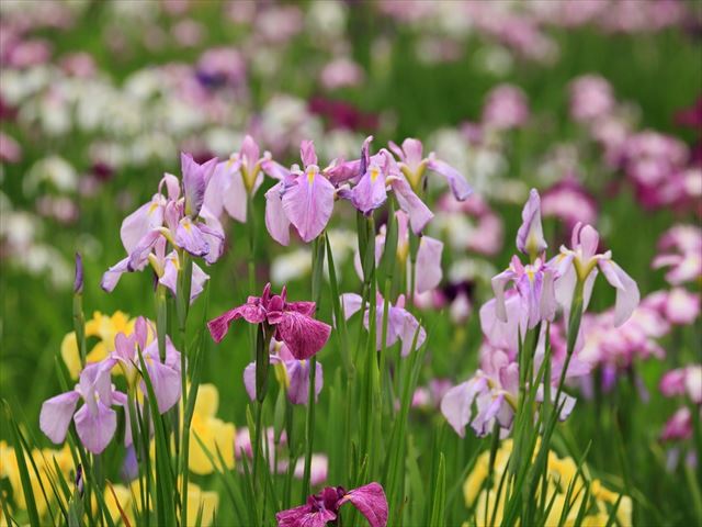 花しょうぶを小さな鉢植えで育てて楽しむには