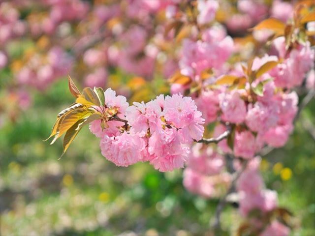 八重桜の花の時期と種類は？