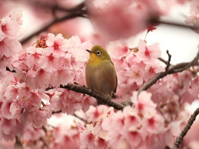 桜の花と花言葉を解説！