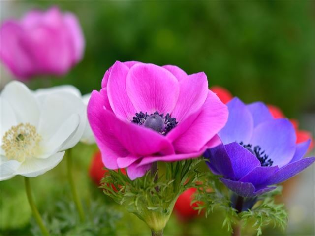 風の花「アネモネ」の神話と花言葉