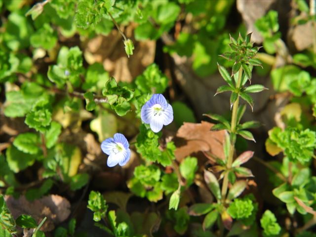 オオイヌノフグリ、虚子に「星」と詠われた雑草