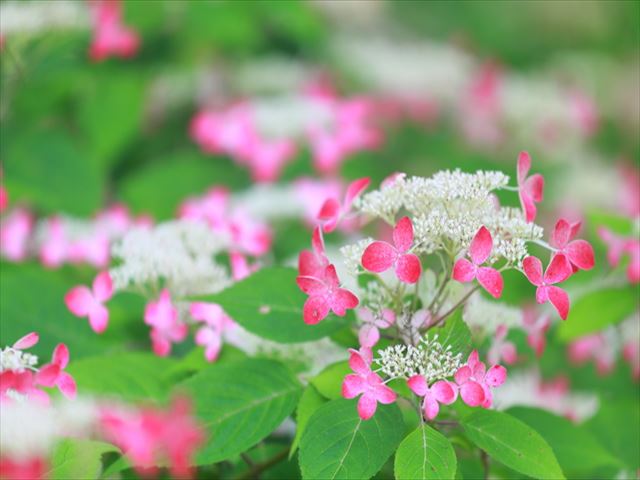 山野草愛好家に人気！ヤマアジサイの魅力