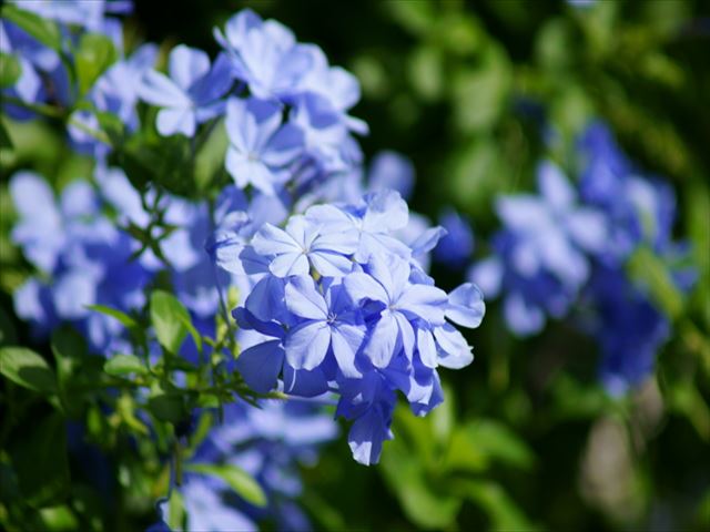 初夏に涼しげな花を咲かせるルリマツリ