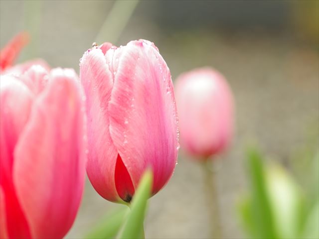 春を代表するキュートな花、チューリップ!その花言葉は…