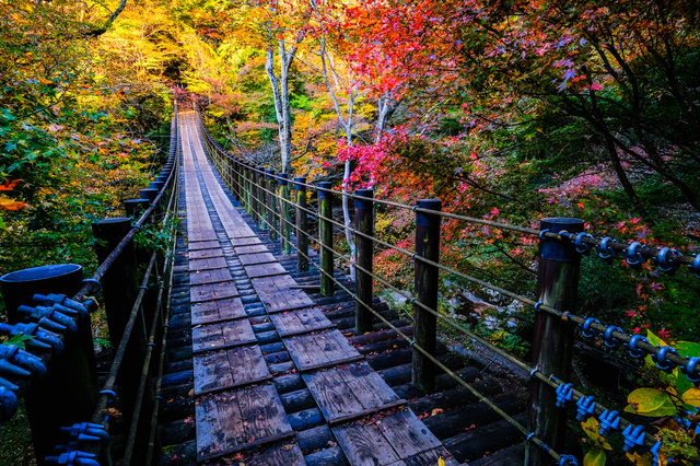 関東の紅葉シーズンを先取り！ この時期しか見られない美しい景色を見に行こう