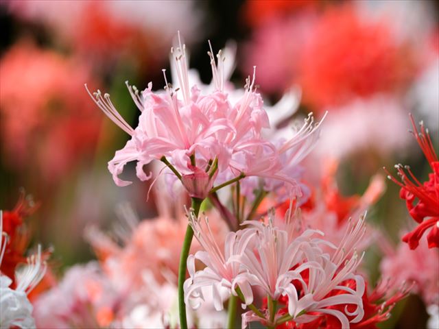 今が旬のネリネ。ベゴニアだけではない冬の加茂荘花鳥園の魅力をご紹介