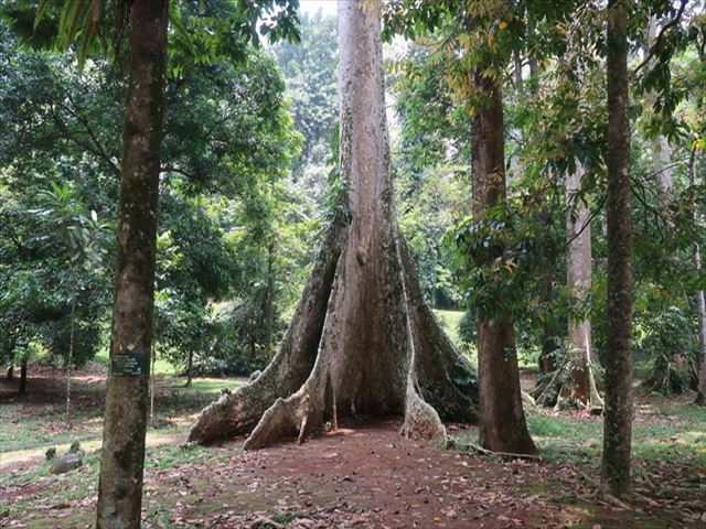 タバコやコーヒー、トウモロコシは、この植物園なくして語れないという？！ボゴール植物園（インドネシア）