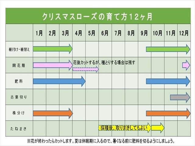 クリスマスローズの植え替えのやり方