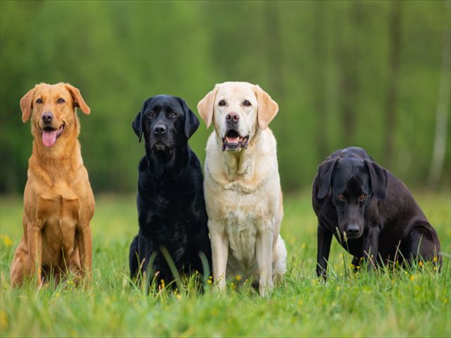 大きな犬と暮らしたい！初めて飼う人におすすめの大型犬種ベスト3