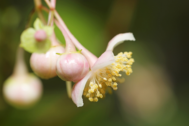 梅花甘茶の育て方