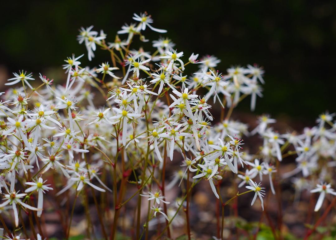 大文字草、その名のとおり大の字の花びらをめでよう